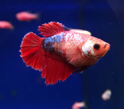 Петушок Плакат Дракон - Betta plakat dragon - Рыбки - Nano Fish