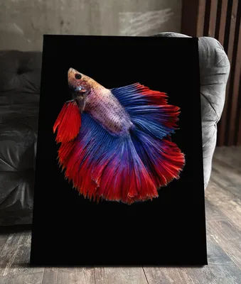 Петушок вуалевый красный - Betta splendens (самец)