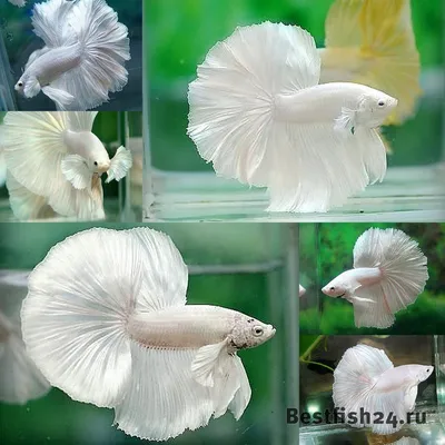 Аквариумная рыбка Петушок дракон самец (Бойцовая рыбка) - Betta splendens в  Екатеринбурге - Интернет-магазин AlexAquaShop.ru