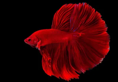 Рыбка Петушок: что важно знать о Betta splendens - DECOTOP.RU