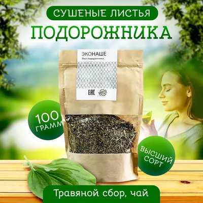 Цветковое растение подорожника с зелеными лист Подорожник Plantago главный  Broadleaf, нога ` S белого человека или большой подоро Стоковое Фото -  изображение насчитывающей зеленый, медицинско: 127014568