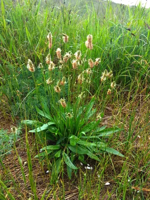 Цветковое растение подорожника с зелеными лист Подорожник Plantago главный  Broadleaf, нога ` S белого человека или большой подоро Стоковое Фото -  изображение насчитывающей взорвать, целебно: 127015370