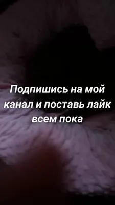 Подпишись на всех, кто прокомментирует это видео) | Вопросы и ответы в  TikTok