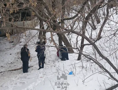 В лесу в Инзенском районе нашли тело повешенного школьника Улпресса - все  новости Ульяновска