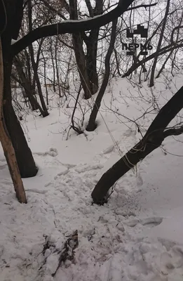 В Николаеве в парке «Дубки» нашли повешенным известного медика | СВІДОК.info