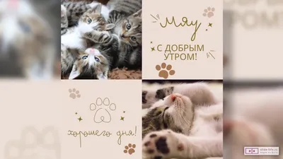 Титошки✌️ | Доброе утро! #доброеутро #приколы #юмор #котики | Дзен