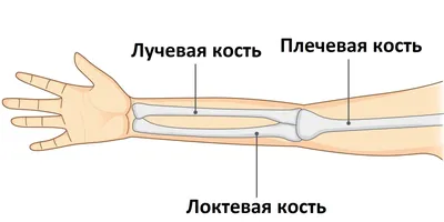 Жест рука палец PNG , рука, Рука, палец PNG рисунок для бесплатной загрузки