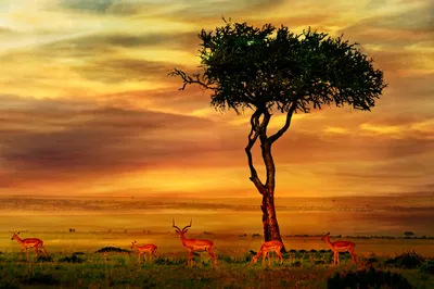 19 Savanna Facts: Exploring the Unique Ecosystem and Wildlife of the  African Plains - Facts.net