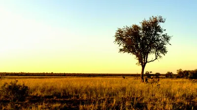 Are There Places of Interest to Visit in the Savanna Biome?