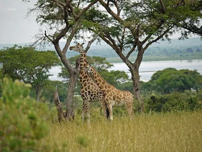 Capturing Carbon in Savannas: New Research Examines Role of Grasses for  Controlling Climate Change