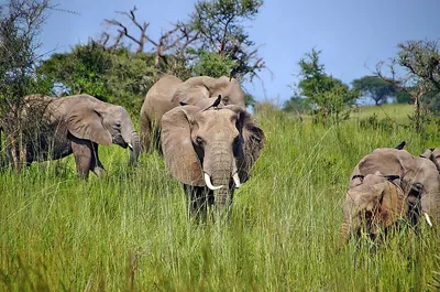 File:Savanna Grasslands (199168845).jpeg - Wikipedia