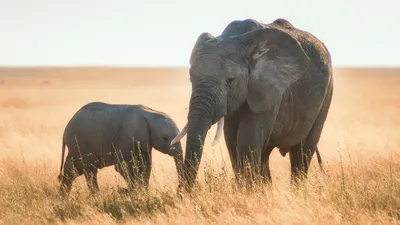 African savanna elephant