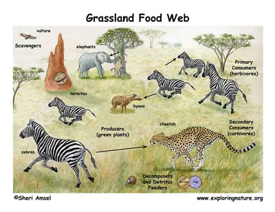 The Giraffe-African Savanna Relationship: It's Complicated