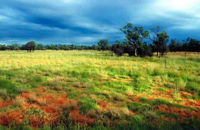 https://www.oneearth.org/ecoregions/sahelian-acacia-savanna/