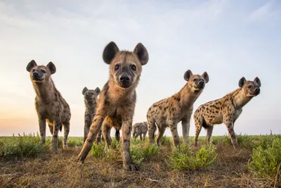 Photo Gallery: Grasslands, Prairies, and Savannas - National Geographic