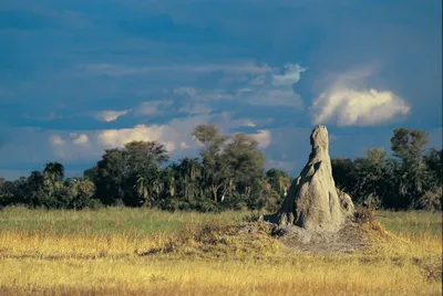 African Savanna - Pure Wildlife Magic