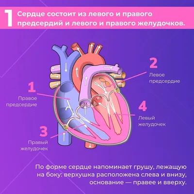 Здоровое сердце - залог длительной и счастливой жизни! - Ваш ВРАЧ – центр  семейной медицины