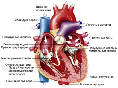 изображения человеческого сердца на черном фоне, сердце картинки человек,  сердце, анатомия фон картинки и Фото для бесплатной загрузки