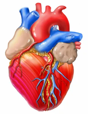 Сердце. Анатомическое строение. | Биология | Дзен