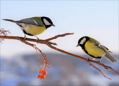 Вязаные птички милые синички. :: Hаталья Беклова – Социальная сеть ФотоКто