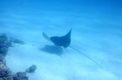 File:Adlerrochen. Spotted Eagle Ray.Орляковый скат.DSCF1502BE.jpg -  Wikimedia Commons