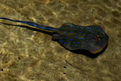 File:Adlerrochen. Spotted Eagle Ray. Орляковый скат.DSCF7770ВЕ.jpg -  Wikimedia Commons