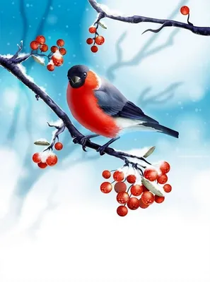 Картинка Снегирь на ветке сосны » Снегирь » Птицы » Животные » Картинки 24  - скачать картинки бесплатно
