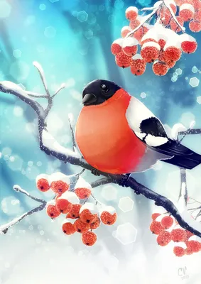 Картинка Снегирь на ветке калины » Снегирь » Птицы » Животные » Картинки 24  - скачать картинки бесплатно
