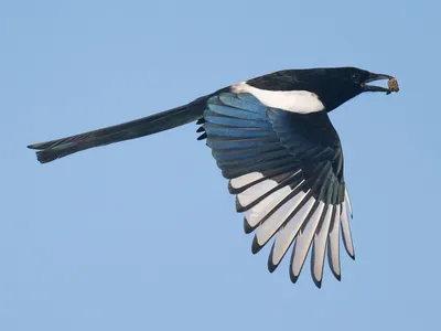 Pica pica / Eurasian magpie / Сорока / Husskade | Eurasian m… | Flickr