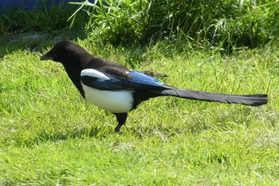 Китайская сорока - eBird