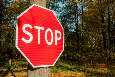 Дорожный знак Стоп на фоне леса и голубого неба Stock Photo | Adobe Stock