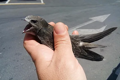 Чёрный стриж — рекордсмен полёта: 10 интересных фактов о небольшой птице,  похожей на ласточку | Приключения натуралиста | Дзен