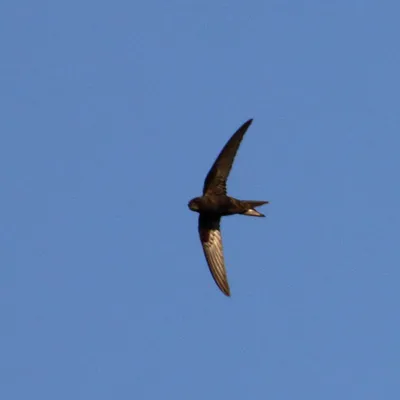 File:Чёрный стриж - птица года.jpg - Wikimedia Commons