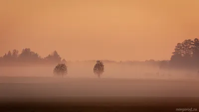 Розовый туман (56 фото) - 56 фото