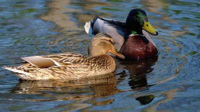 Утка Анкона - Ancona Duck