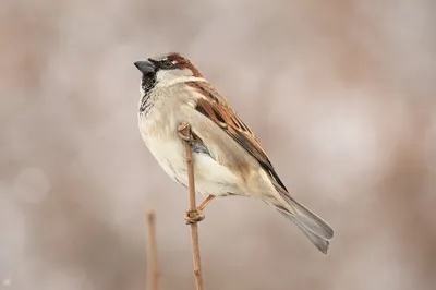 Международный день воробья World Sparrow Day - Праздник