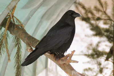 Ворона большеклювая (Corvus macrorhynchos)