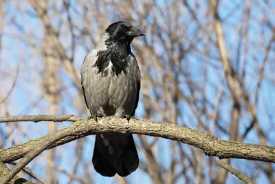 Серая ворона (Corvus cornix)