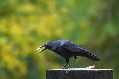 CROW: Smart and cunning bird-the Main bandit and orderly of all cities |  facts about crows - YouTube