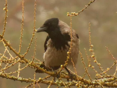 Чёрная ворона (Corvus corone). Птицы Сибири.