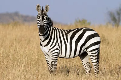 Картинка зебра фотографии