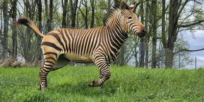 Hartmann's mountain zebra | Smithsonian's National Zoo and Conservation  Biology Institute