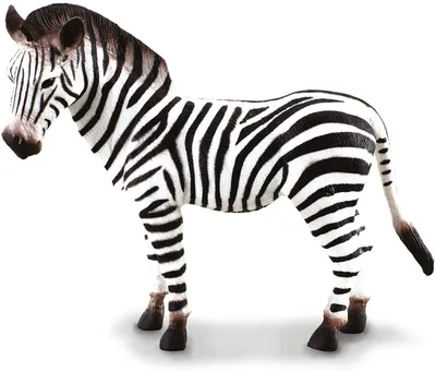 Plains zebra - Wikipedia