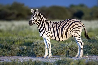 Grevy's zebra, facts and photos
