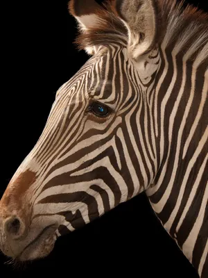 Adopt a Zebra | Symbolic Adoptions from WWF