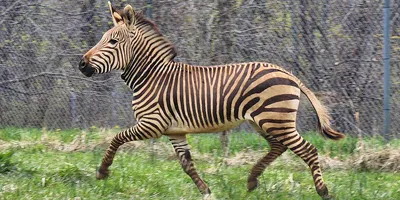 Endangered Grevy's zebra born at Lincoln Park Zoo in Chicago | CNN