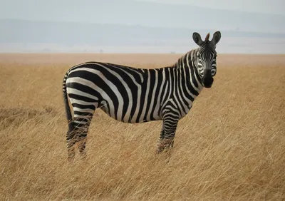 500+ Zebra Pictures | Download Free Images on Unsplash