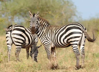 Rare Grevy's zebra born at West Midland Safari Park