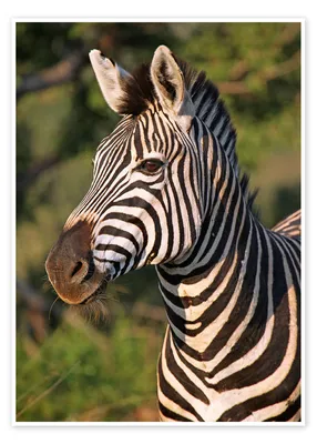 Zebra - Wikipedia