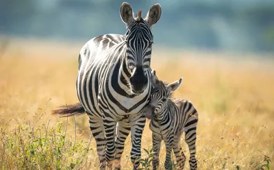 Plains Zebra (Equus quagga) · iNaturalist
